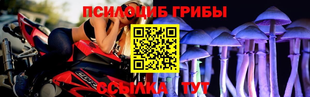Псилоцибиновые грибы GOLDEN TEACHER  купить наркоту  Вход с VPN  Мурино  Псилоцибиновые грибы Psilocybe 